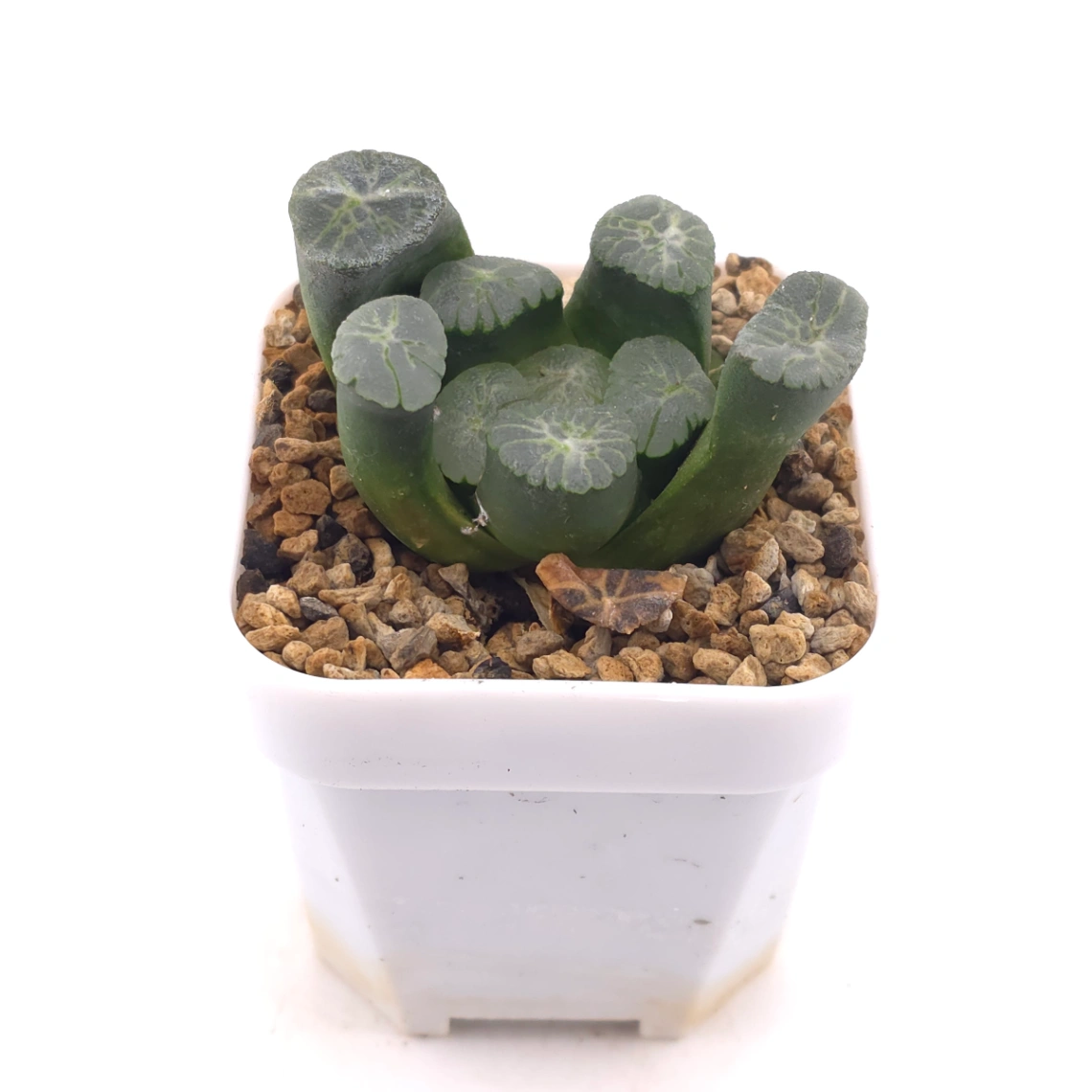 Haworthia maughanii | 萬象 thumbnail 2