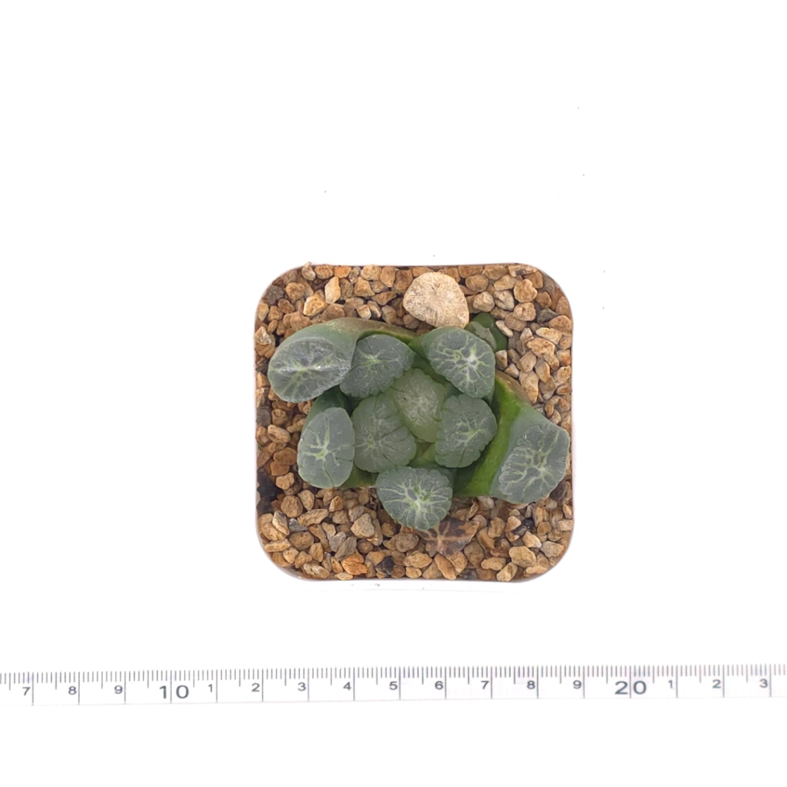 Haworthia maughanii | 萬象 thumbnail 4
