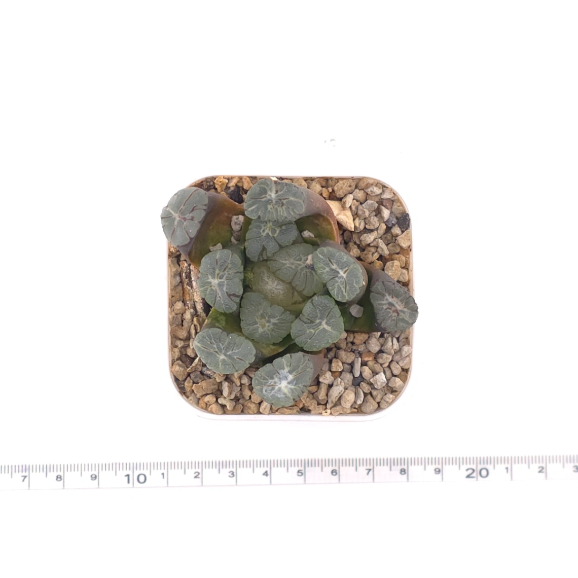Haworthia maughanii | 萬象 thumbnail 4