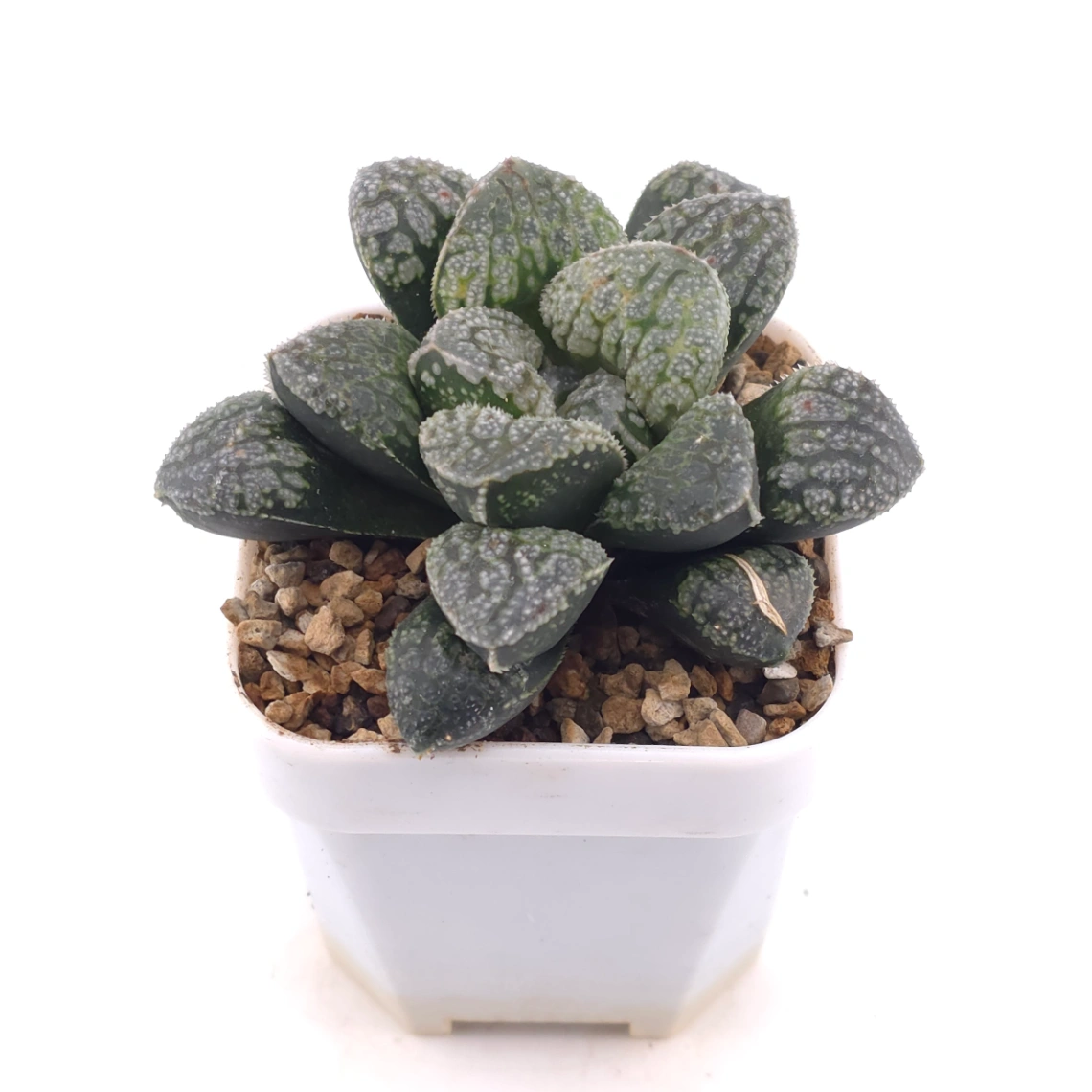 Haworthia ‘Mordor’ | 摩多 thumbnail 2