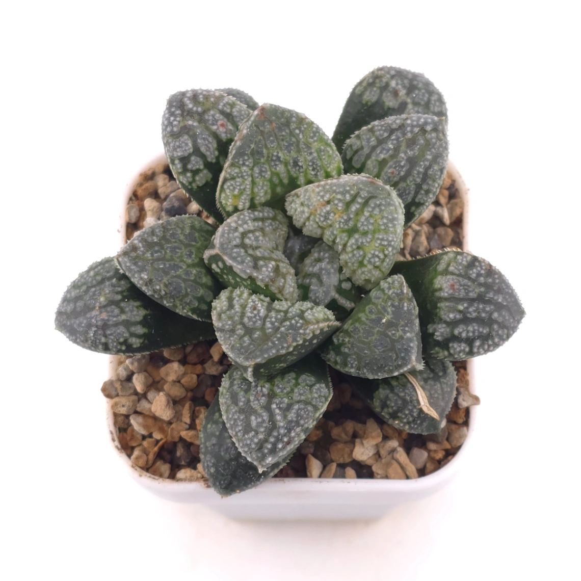 Haworthia ‘Mordor’ | 摩多 - View 1