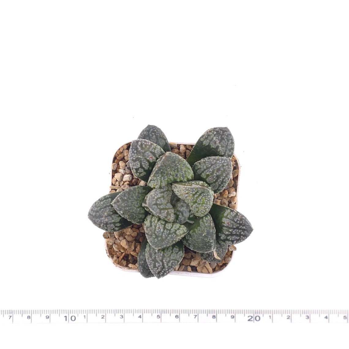 Haworthia ‘Mordor’ | 摩多 thumbnail 4