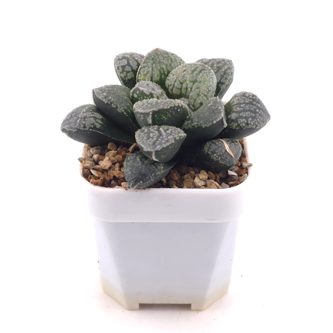 Haworthia ‘Mordor’ | 摩多 thumbnail 3