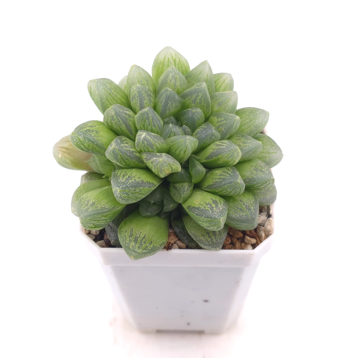 Haworthia ‘Snow’ | 雪花玉露 thumbnail 2