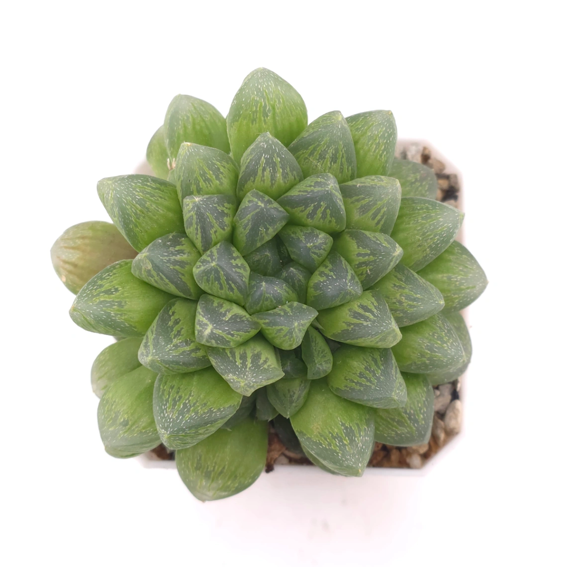 Haworthia ‘Snow’ | 雪花玉露 - View 1