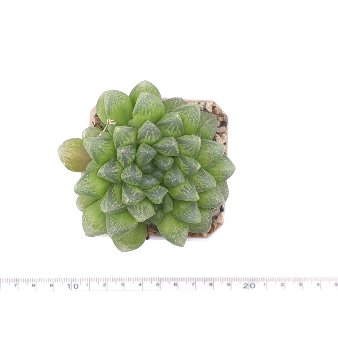 Haworthia ‘Snow’ | 雪花玉露 thumbnail 4