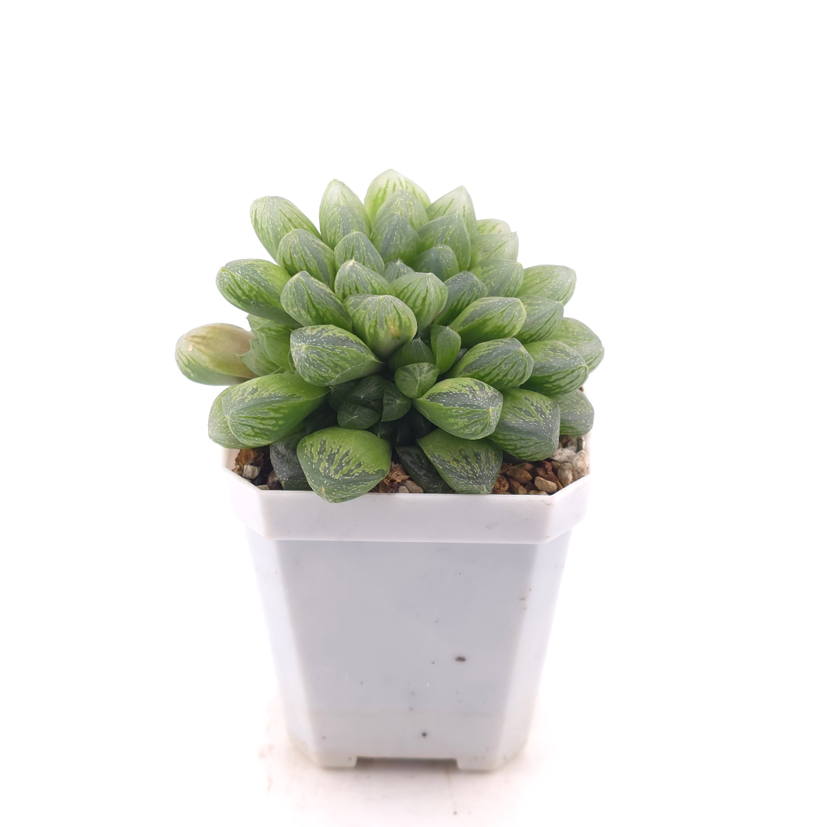 Haworthia ‘Snow’ | 雪花玉露 thumbnail 3