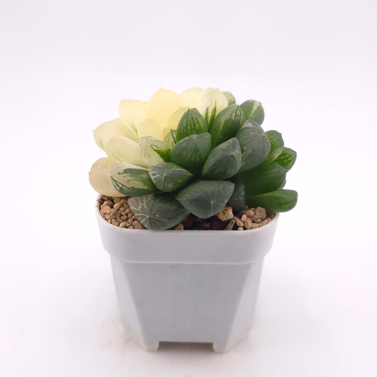 Haworthia Suzhou Variegated | 蘇州玉露錦 thumbnail 3
