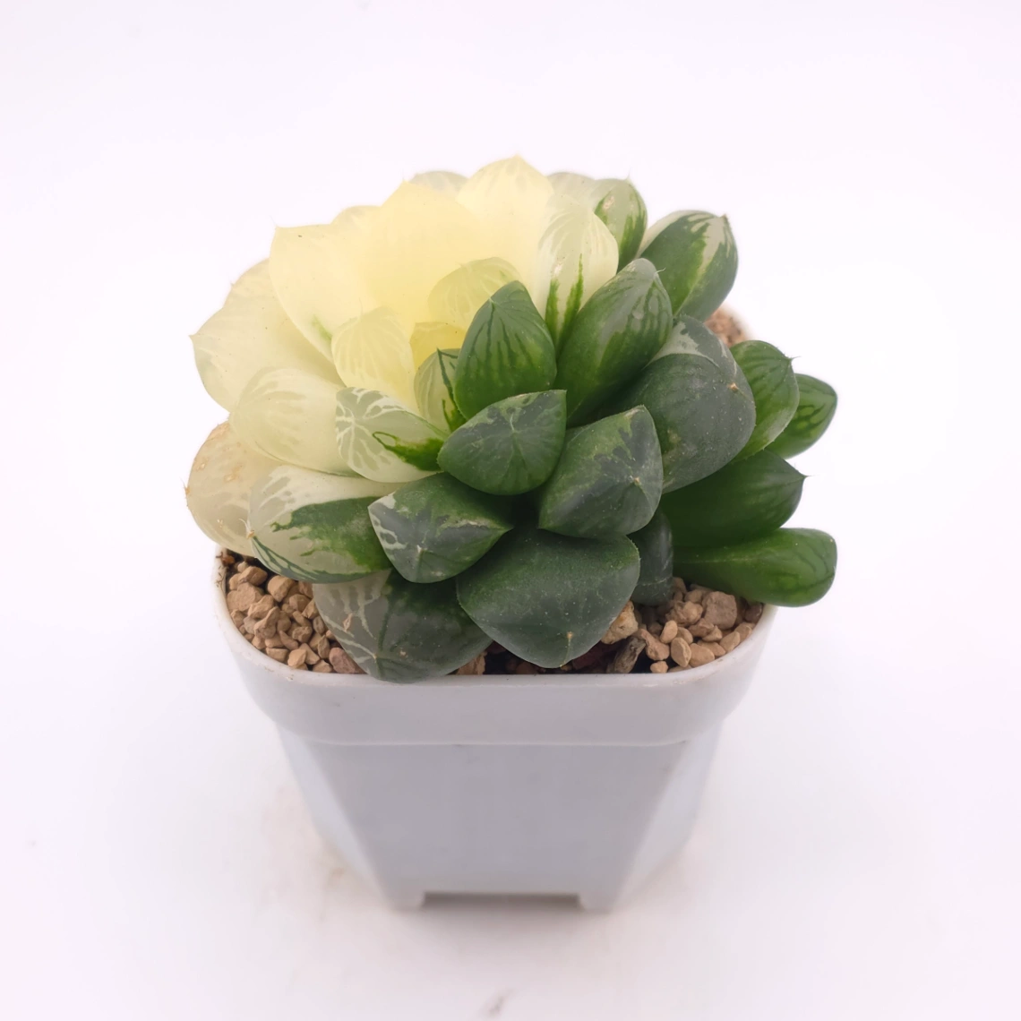 Haworthia Suzhou Variegated | 蘇州玉露錦 thumbnail 2