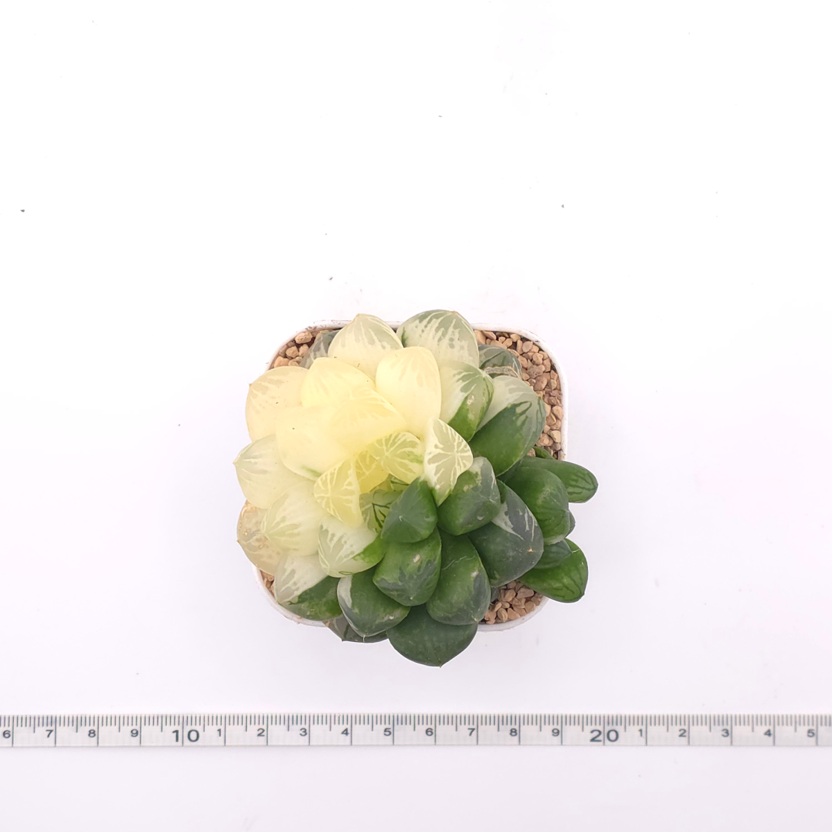 Haworthia Suzhou Variegated | 蘇州玉露錦 thumbnail 4