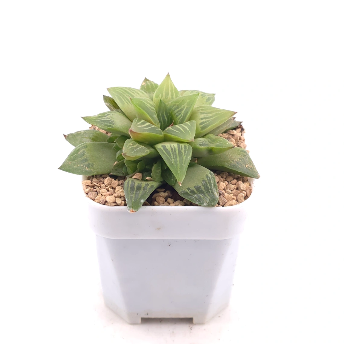 Haworthia turgida | 水晶壽 thumbnail 3