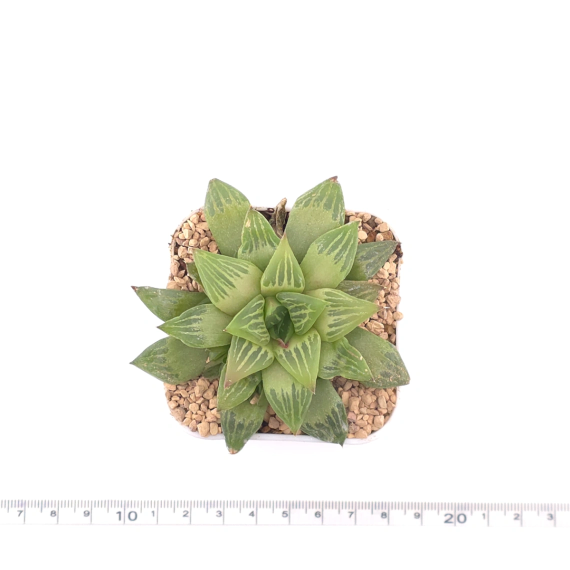Haworthia turgida | 水晶壽 thumbnail 4