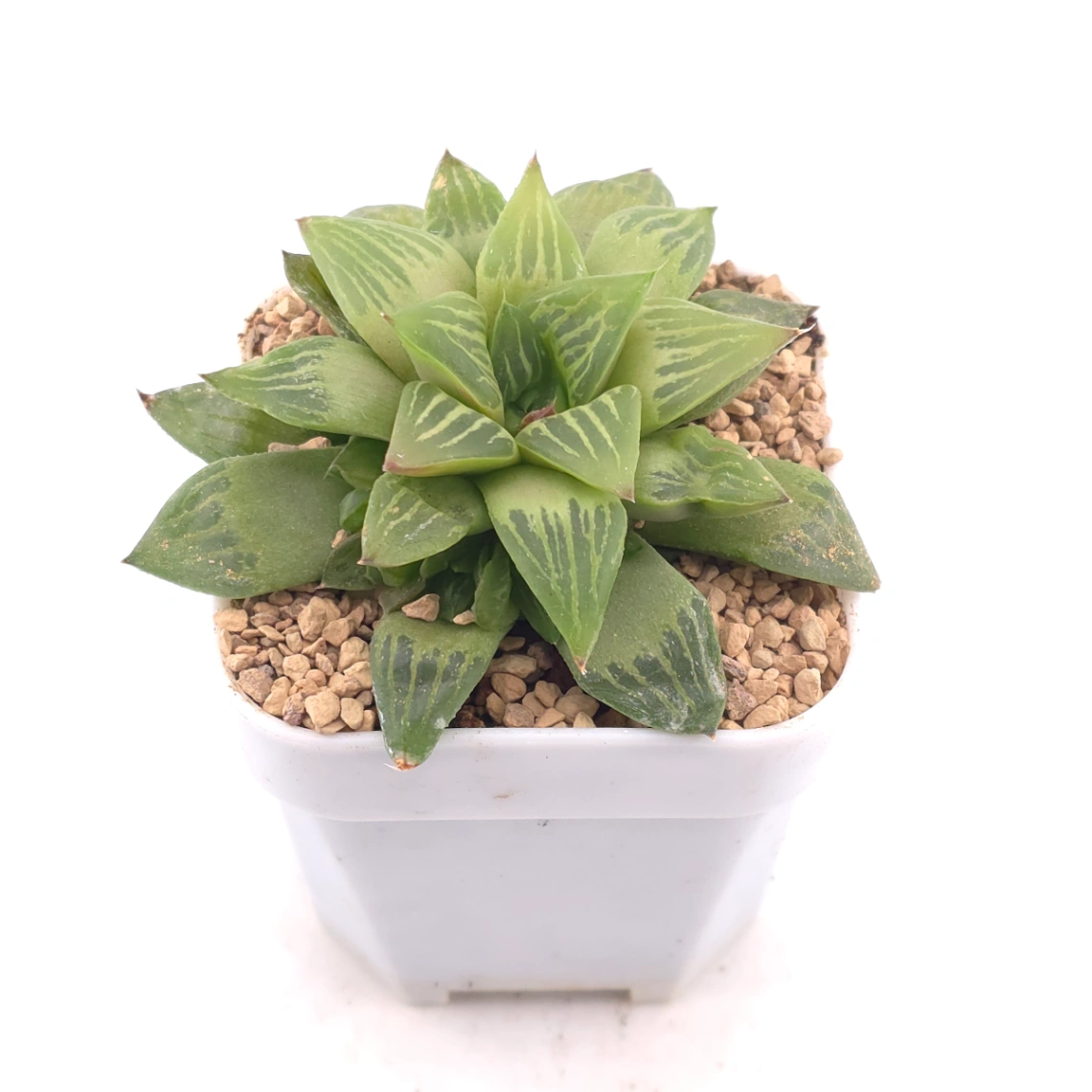 Haworthia turgida | 水晶壽 thumbnail 2