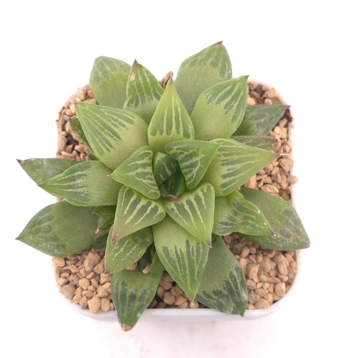Haworthia turgida | 水晶壽 - View 1