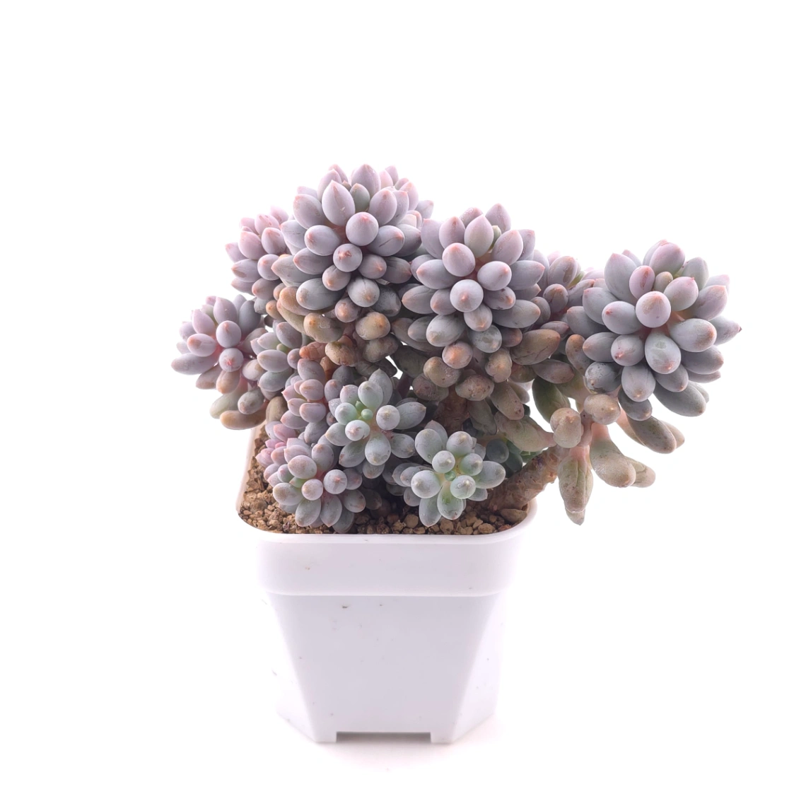 Pachyphytum ‘Machucae’ (Baby Finger) | 嬰兒手指 thumbnail 3