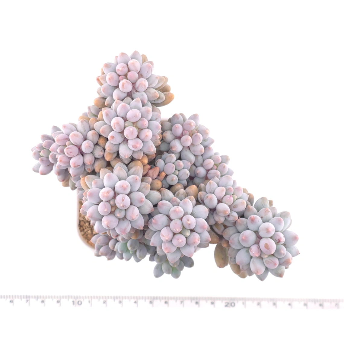 Pachyphytum ‘Machucae’ (Baby Finger) | 嬰兒手指 thumbnail 4