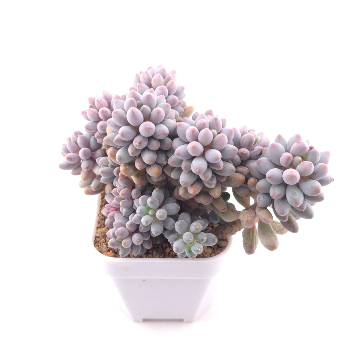 Pachyphytum ‘Machucae’ (Baby Finger) | 嬰兒手指 thumbnail 2