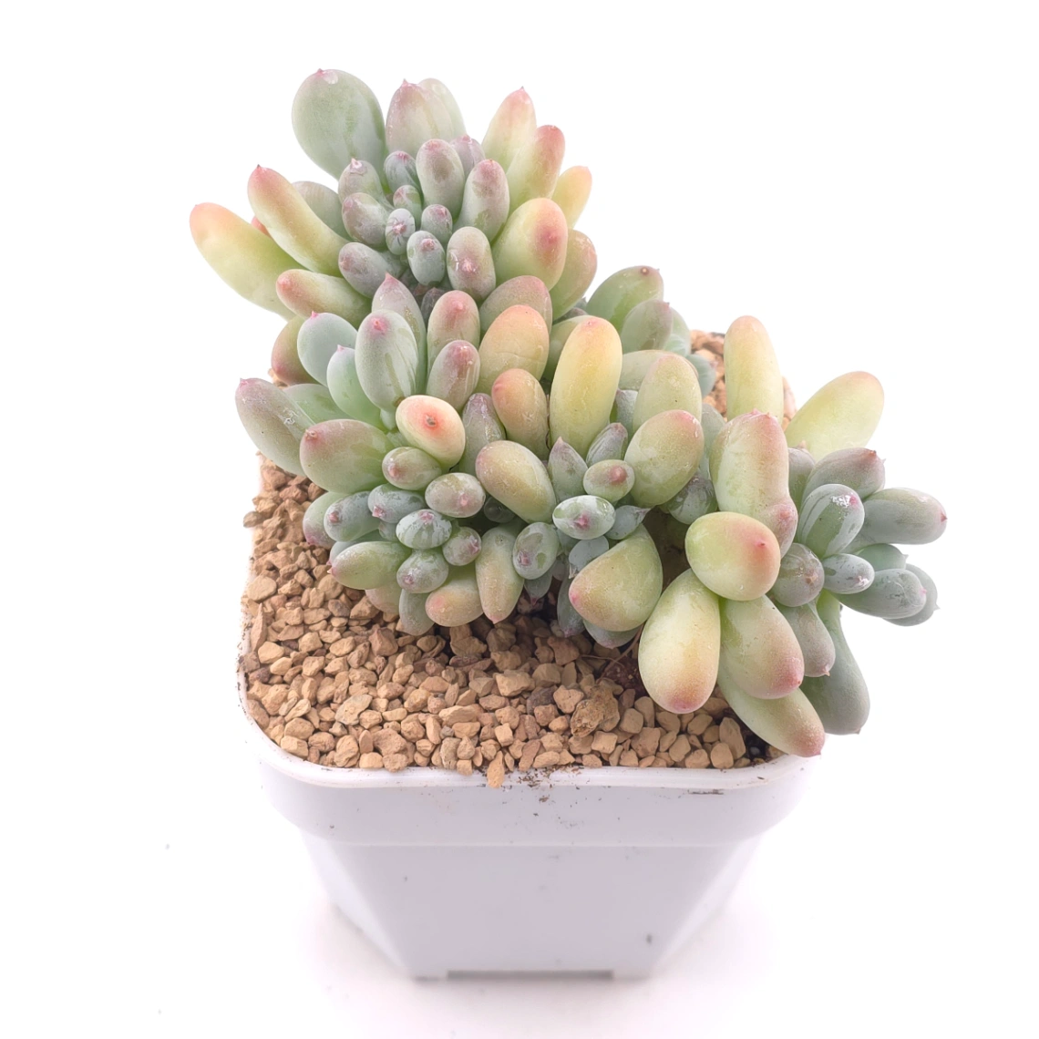 Pachyphytum 'Mikadukibijin' cristata | 三日月美人綴 thumbnail 2