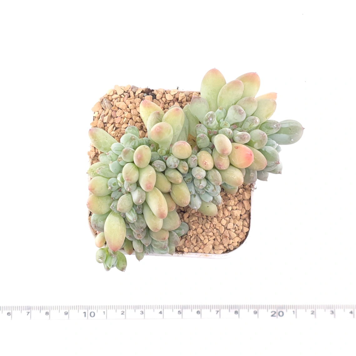 Pachyphytum 'Mikadukibijin' cristata | 三日月美人綴 thumbnail 4