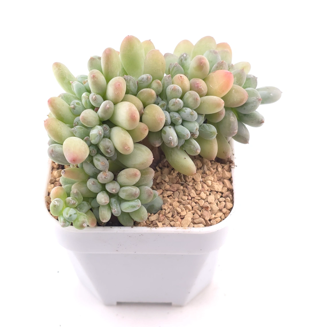 Pachyphytum 'Mikadukibijin' cristata | 三日月美人綴 thumbnail 2