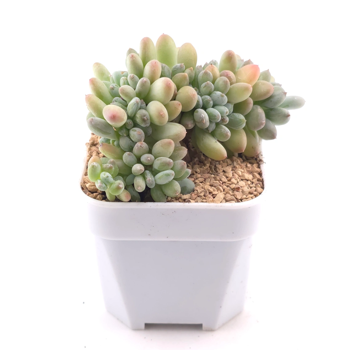 Pachyphytum 'Mikadukibijin' cristata | 三日月美人綴 thumbnail 3