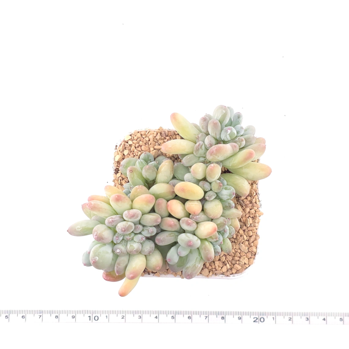 Pachyphytum 'Mikadukibijin' cristata | 三日月美人綴 thumbnail 4