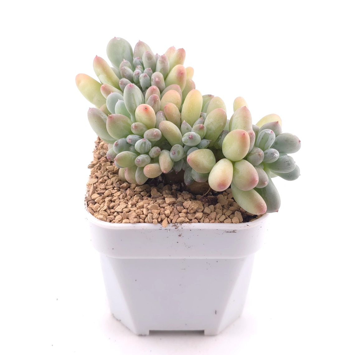 Pachyphytum 'Mikadukibijin' cristata | 三日月美人綴 thumbnail 3