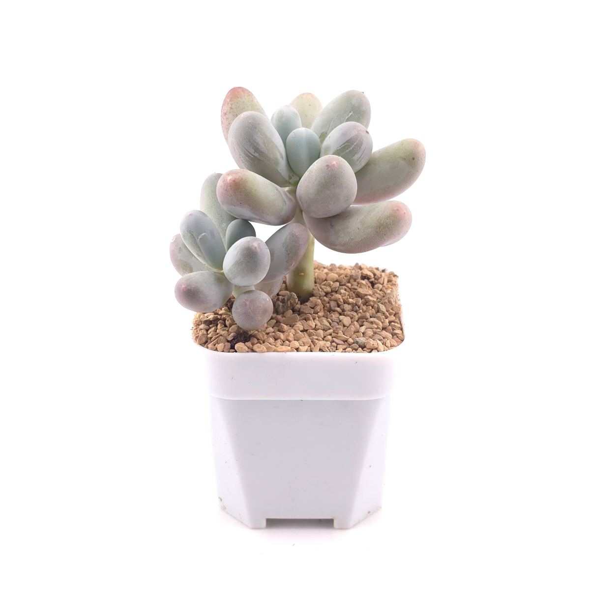 Pachyphytum 'Miko Milk' | 米可奶 thumbnail 3