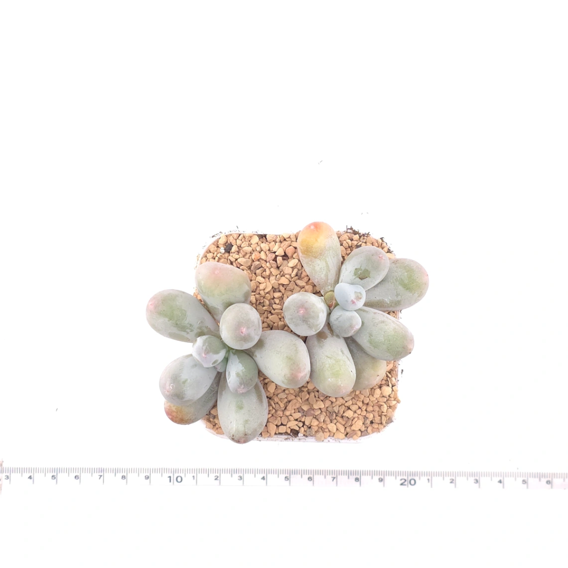 Pachyphytum 'Miko Milk' | 米可奶 thumbnail 4