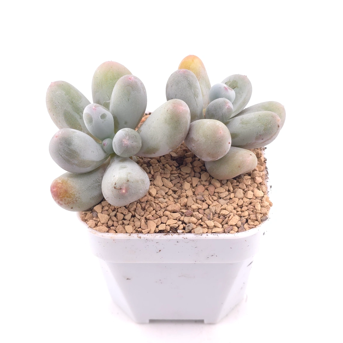 Pachyphytum 'Miko Milk' | 米可奶 thumbnail 2