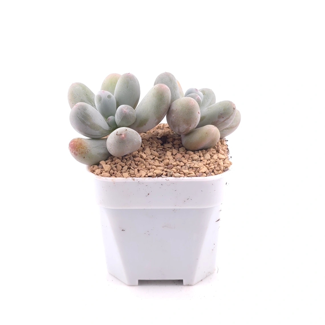 Pachyphytum 'Miko Milk' | 米可奶 thumbnail 3