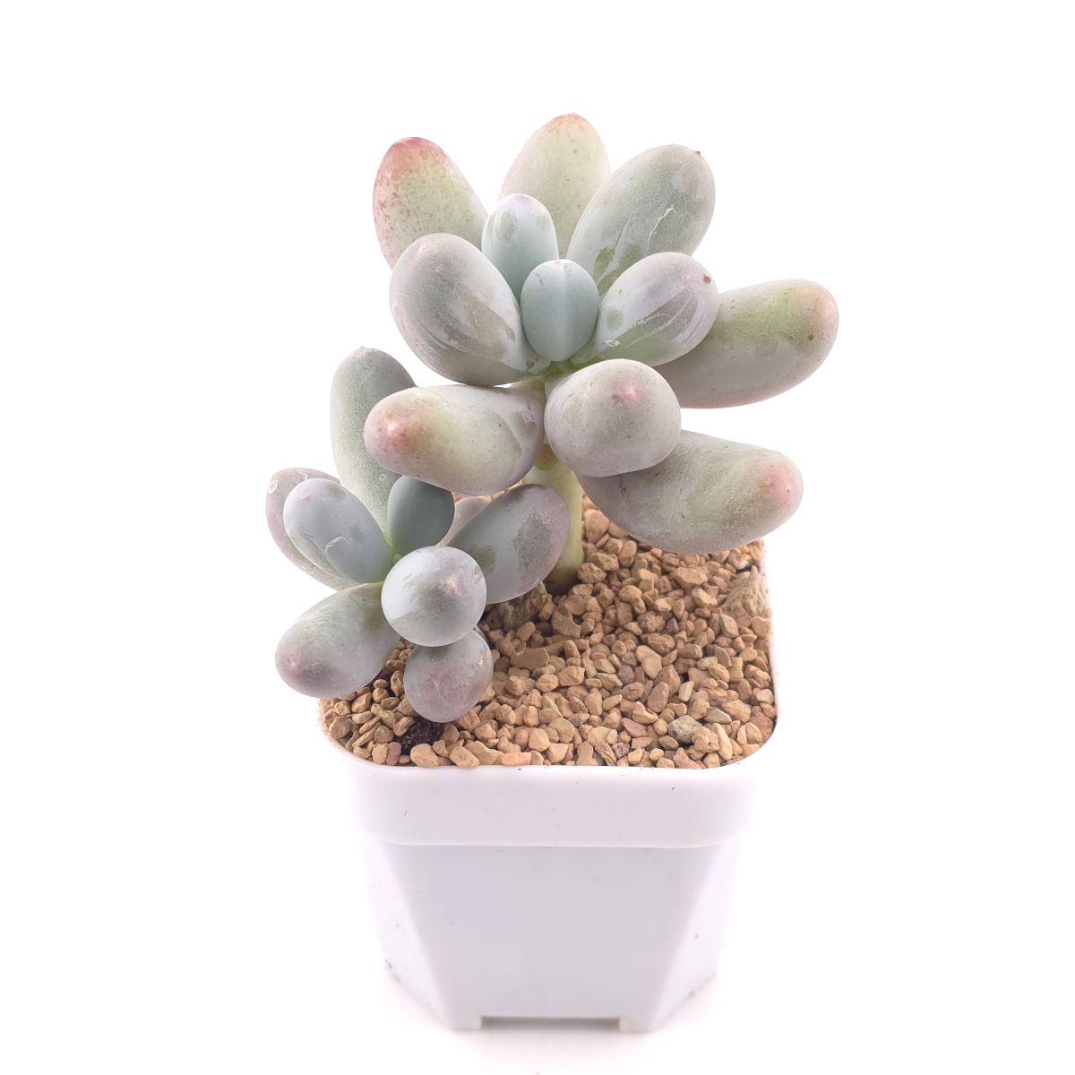 Pachyphytum 'Miko Milk' | 米可奶 thumbnail 2