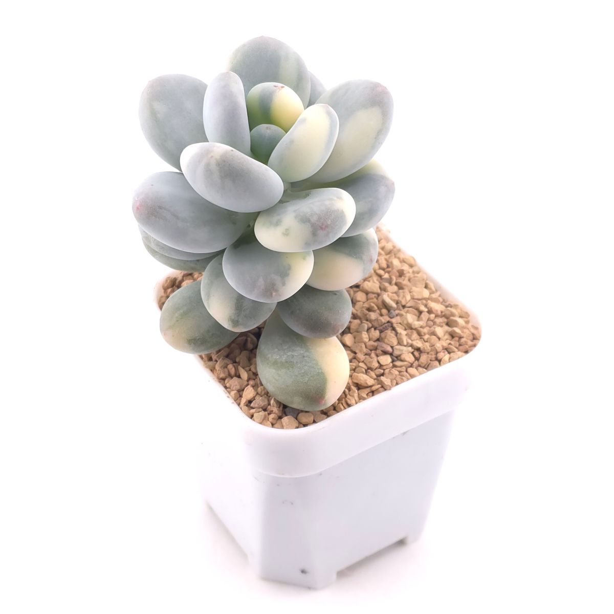 Pachyphytum oviferum ‘Momobijin’ variegated | 桃美人錦 thumbnail 2