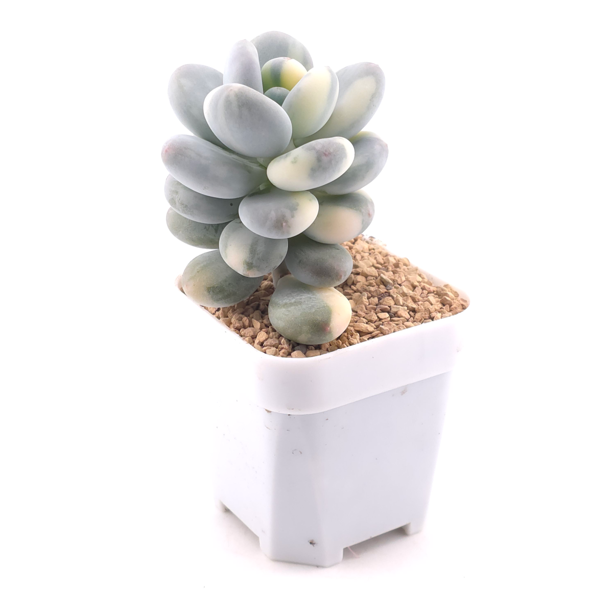 Pachyphytum oviferum ‘Momobijin’ variegated | 桃美人錦 thumbnail 3