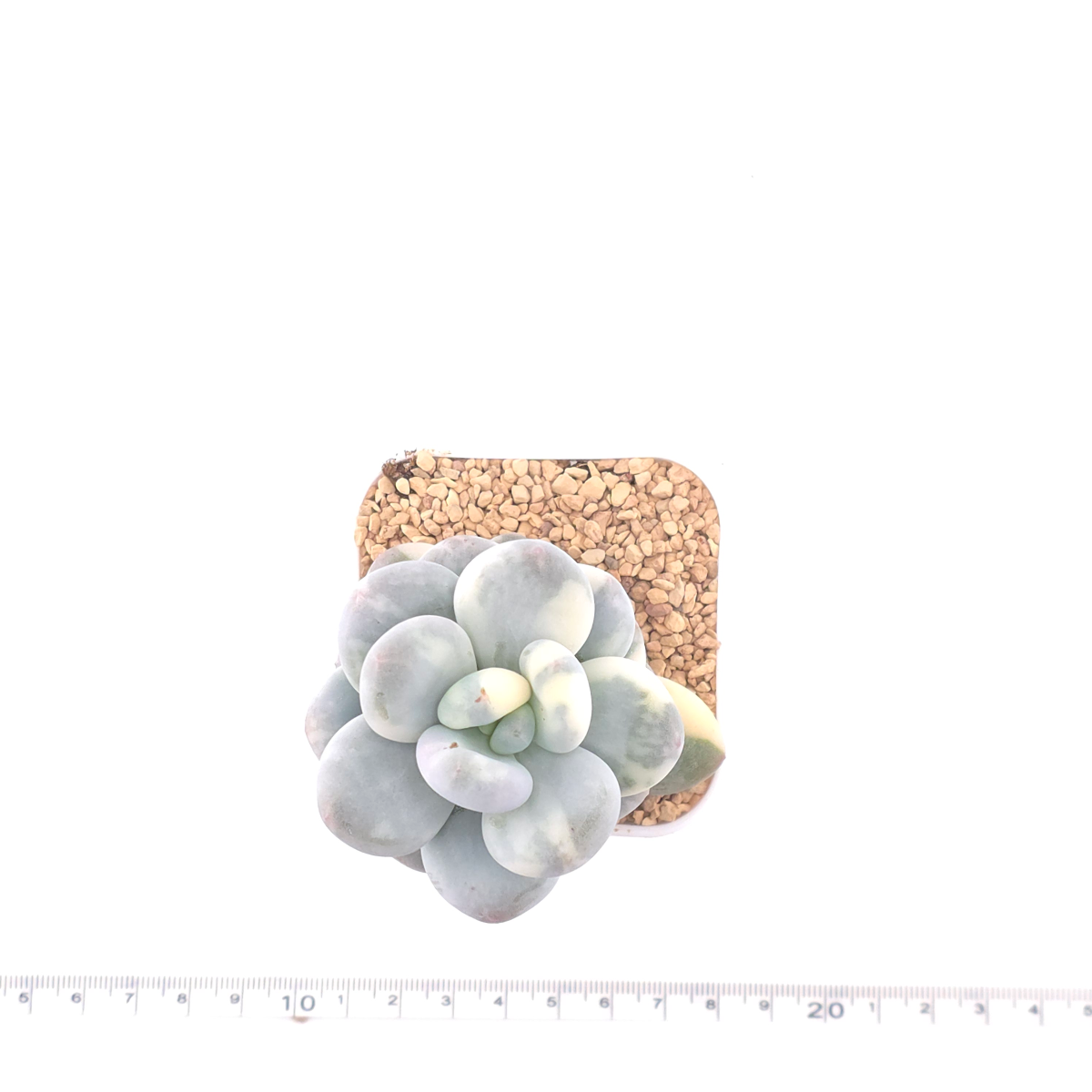 Pachyphytum oviferum ‘Momobijin’ variegated | 桃美人錦 thumbnail 4