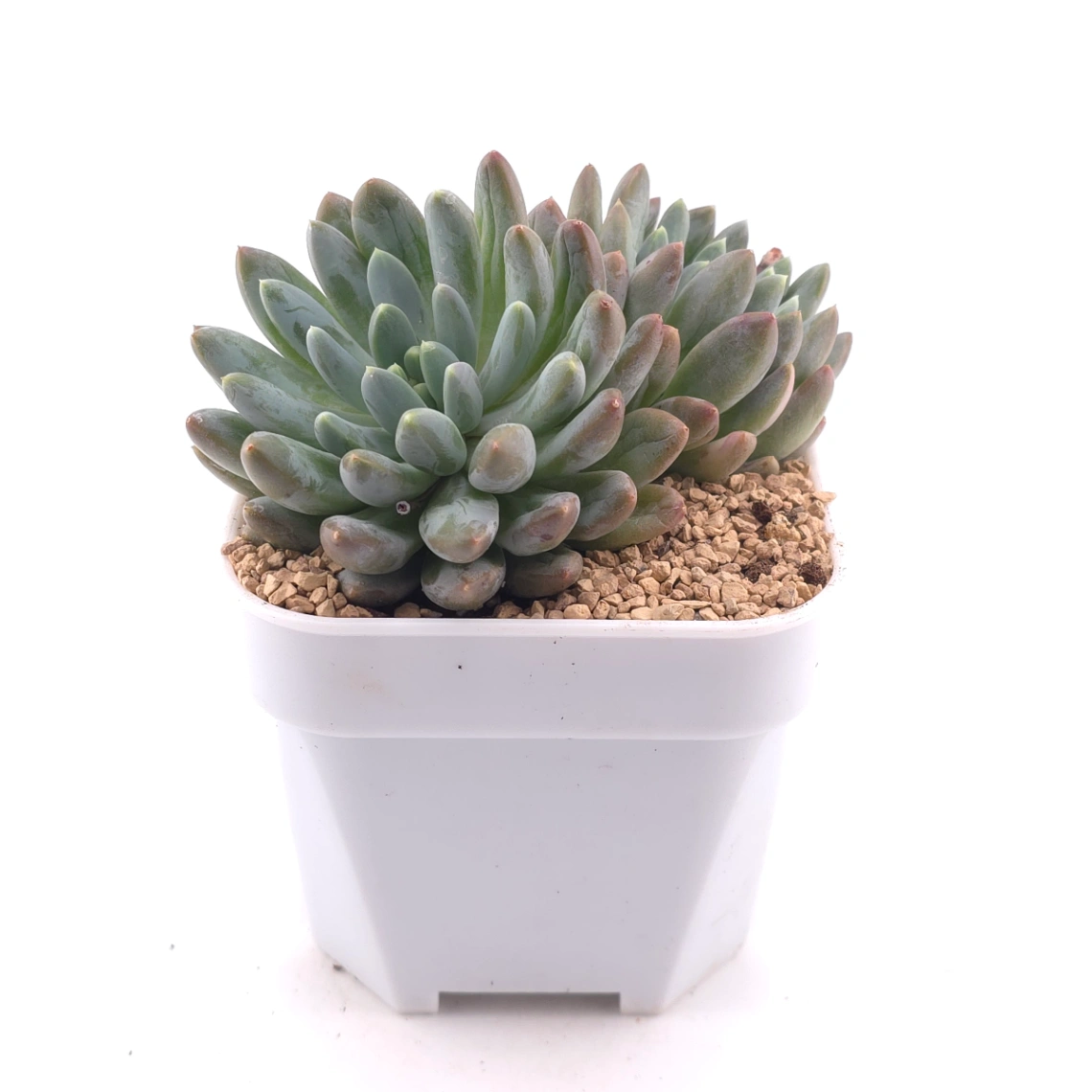 Sedeveria 'Blue Mist' | 藍松黛 thumbnail 3