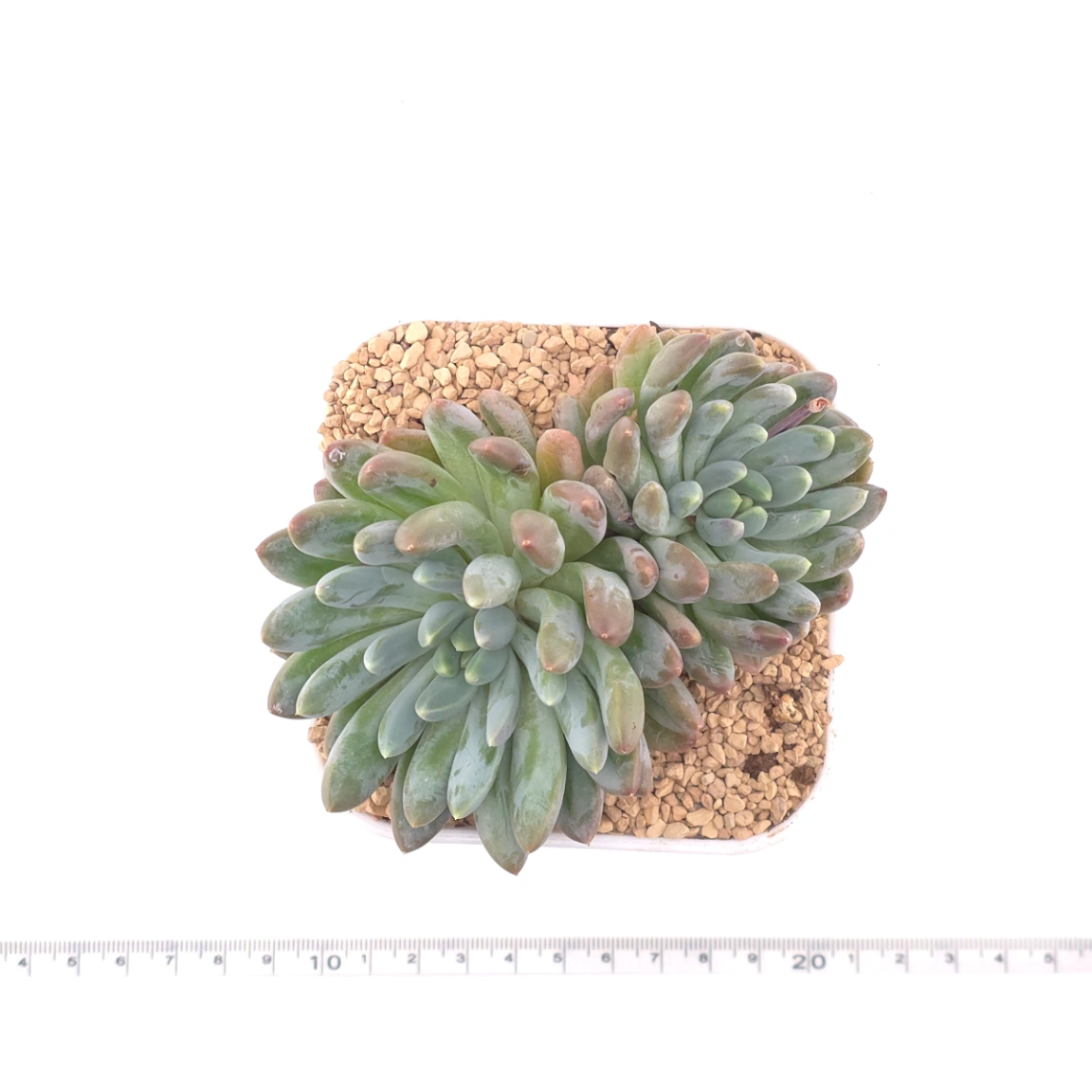 Sedeveria 'Blue Mist' | 藍松黛 thumbnail 4