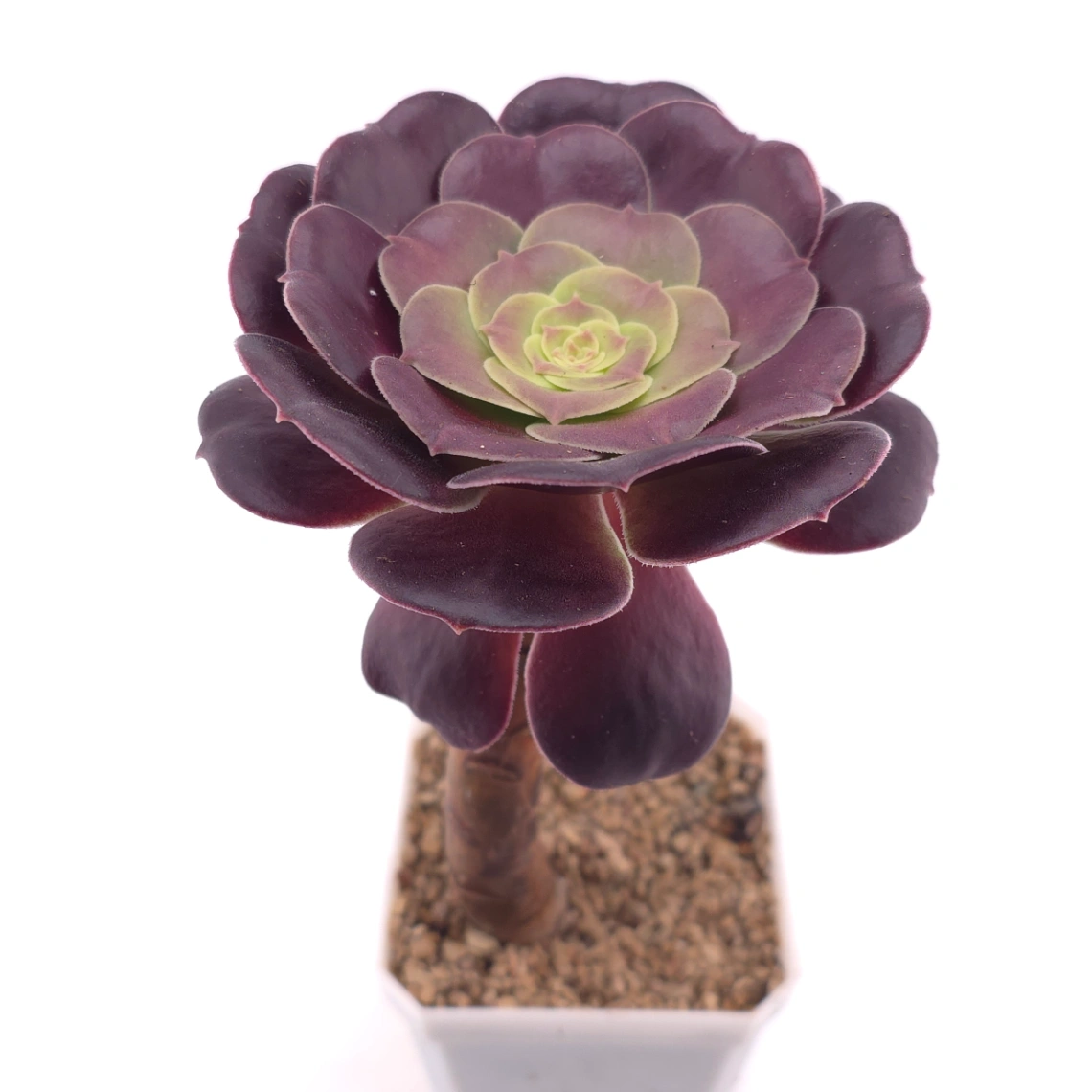Aeonium ‘Chocolate Rose’ | 巧克力玫瑰 thumbnail 2