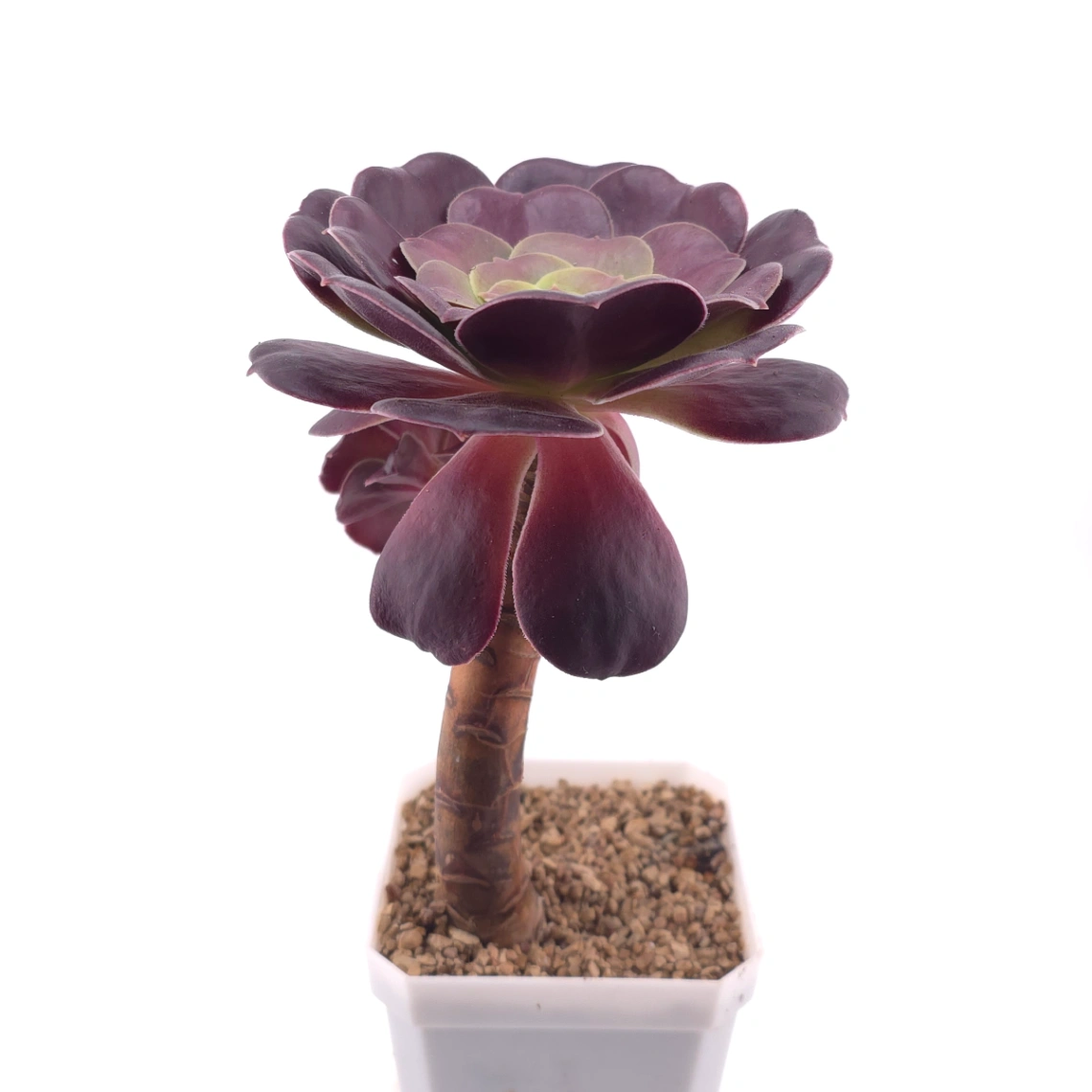 Aeonium ‘Chocolate Rose’ | 巧克力玫瑰 thumbnail 3