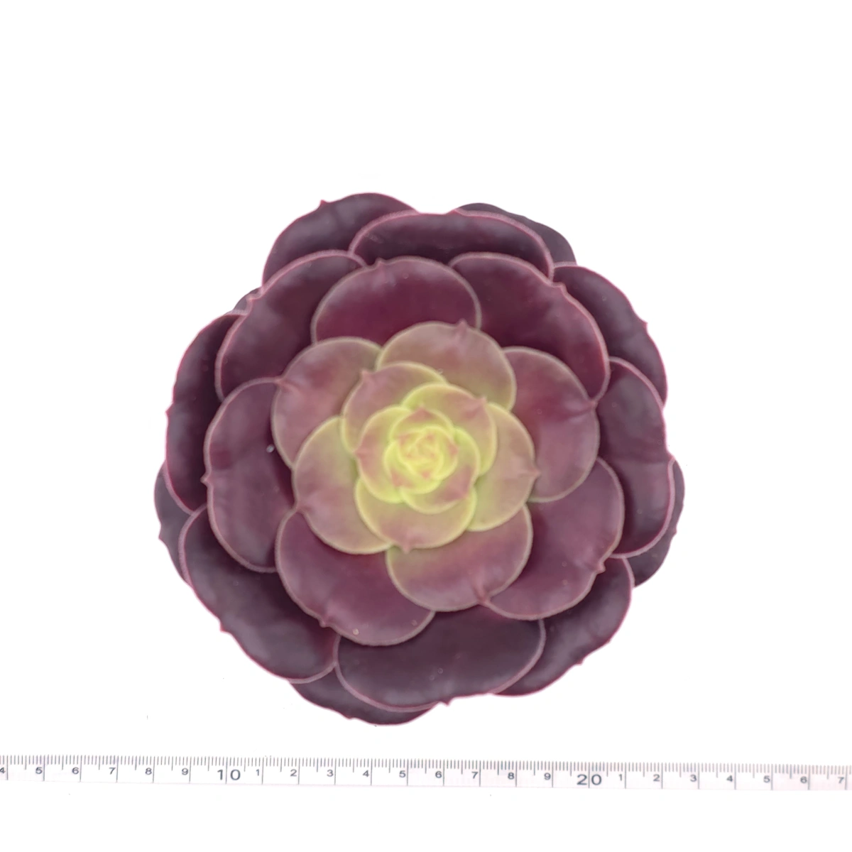 Aeonium ‘Chocolate Rose’ | 巧克力玫瑰 thumbnail 4