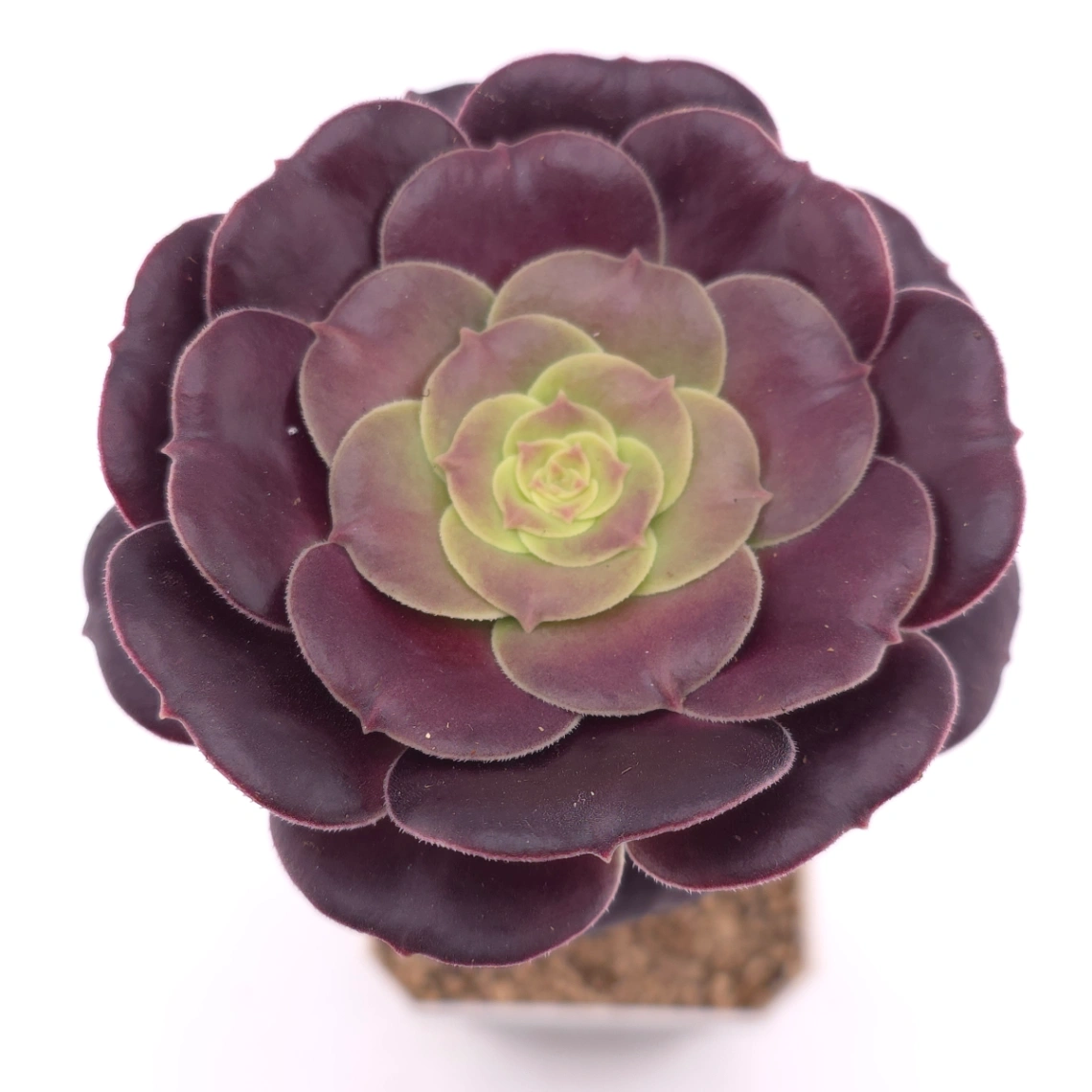 Aeonium ‘Chocolate Rose’ | 巧克力玫瑰 - View 1