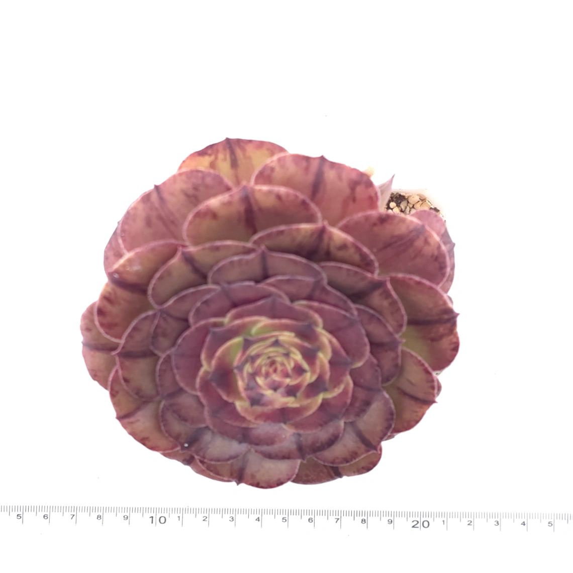 Aeonium ‘Cosmic Vortex' | 玄星輪 thumbnail 4