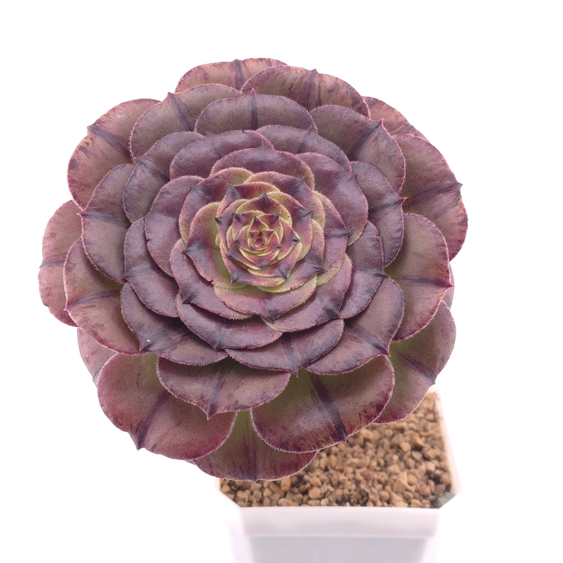 Aeonium ‘Cosmic Vortex' | 玄星輪 thumbnail 2