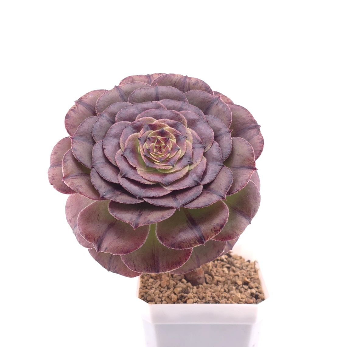 Aeonium ‘Cosmic Vortex' | 玄星輪 thumbnail 3