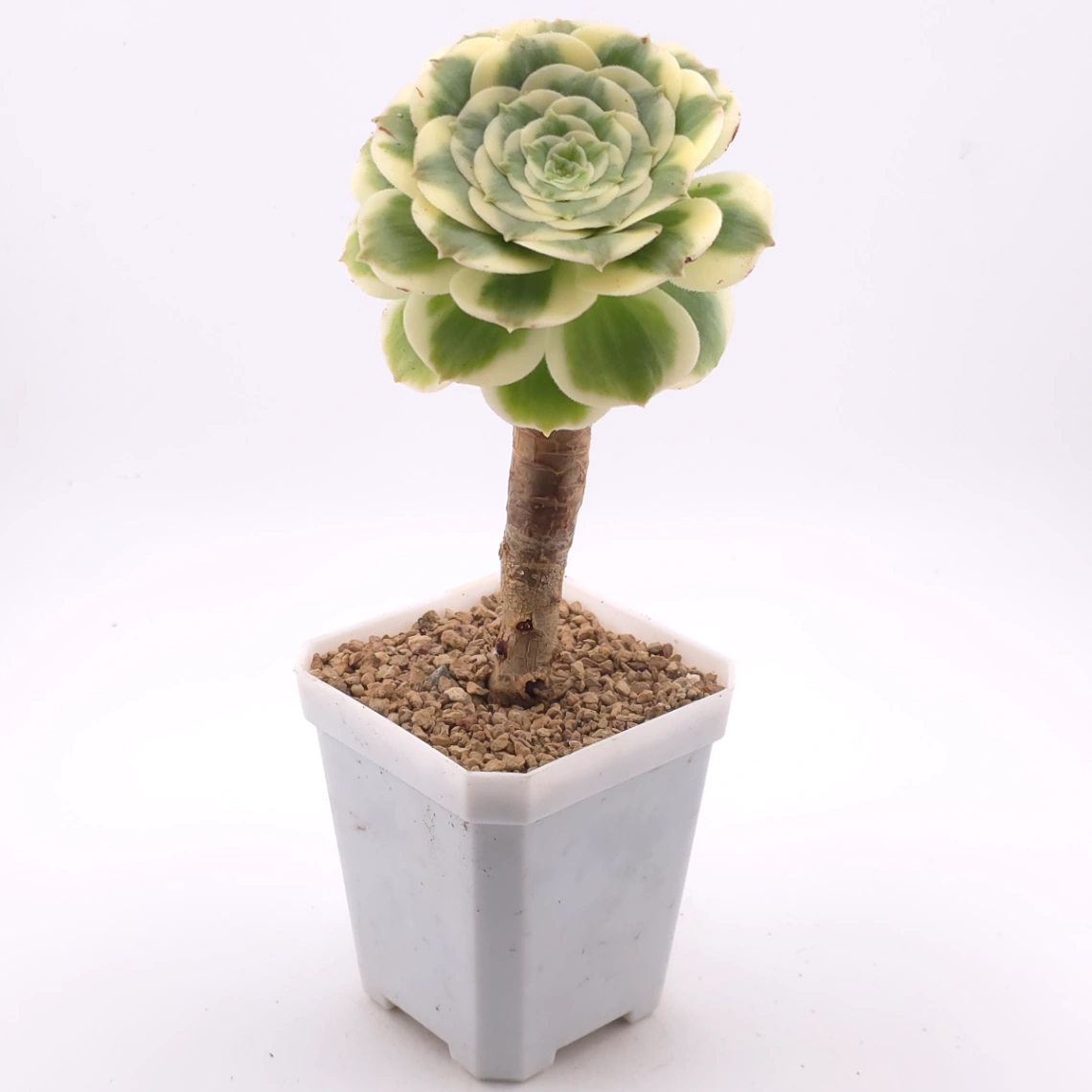 Aeonium ‘Gold Emerald’ | 金翠 thumbnail 3