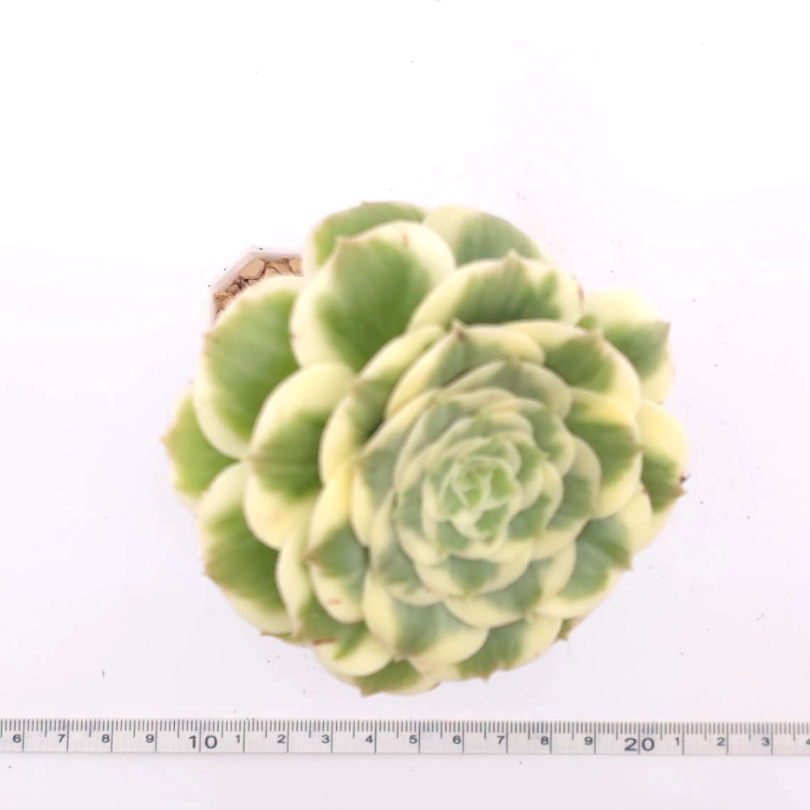 Aeonium ‘Gold Emerald’ | 金翠 thumbnail 4