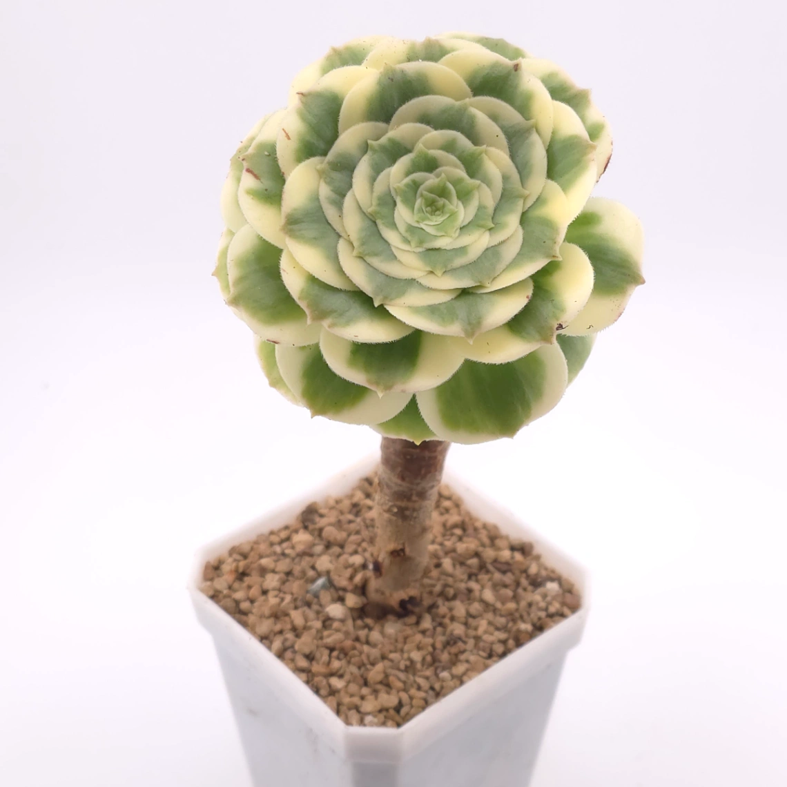 Aeonium ‘Gold Emerald’ | 金翠 thumbnail 2