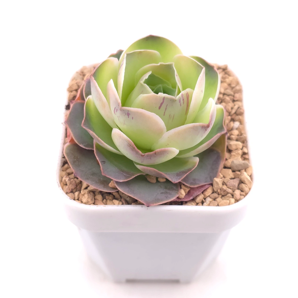 Aeonium greenovia 'Pandora' | 潘多拉玫瑰 thumbnail 2
