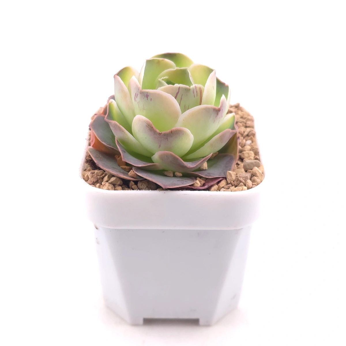 Aeonium greenovia 'Pandora' | 潘多拉玫瑰 thumbnail 3