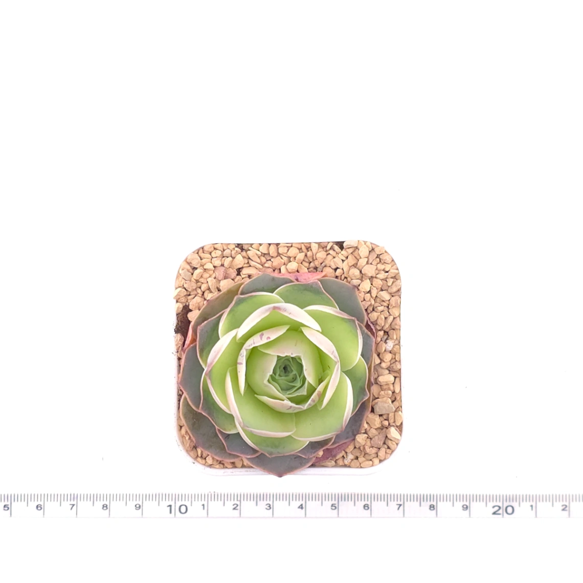 Aeonium greenovia 'Pandora' | 潘多拉玫瑰 thumbnail 4